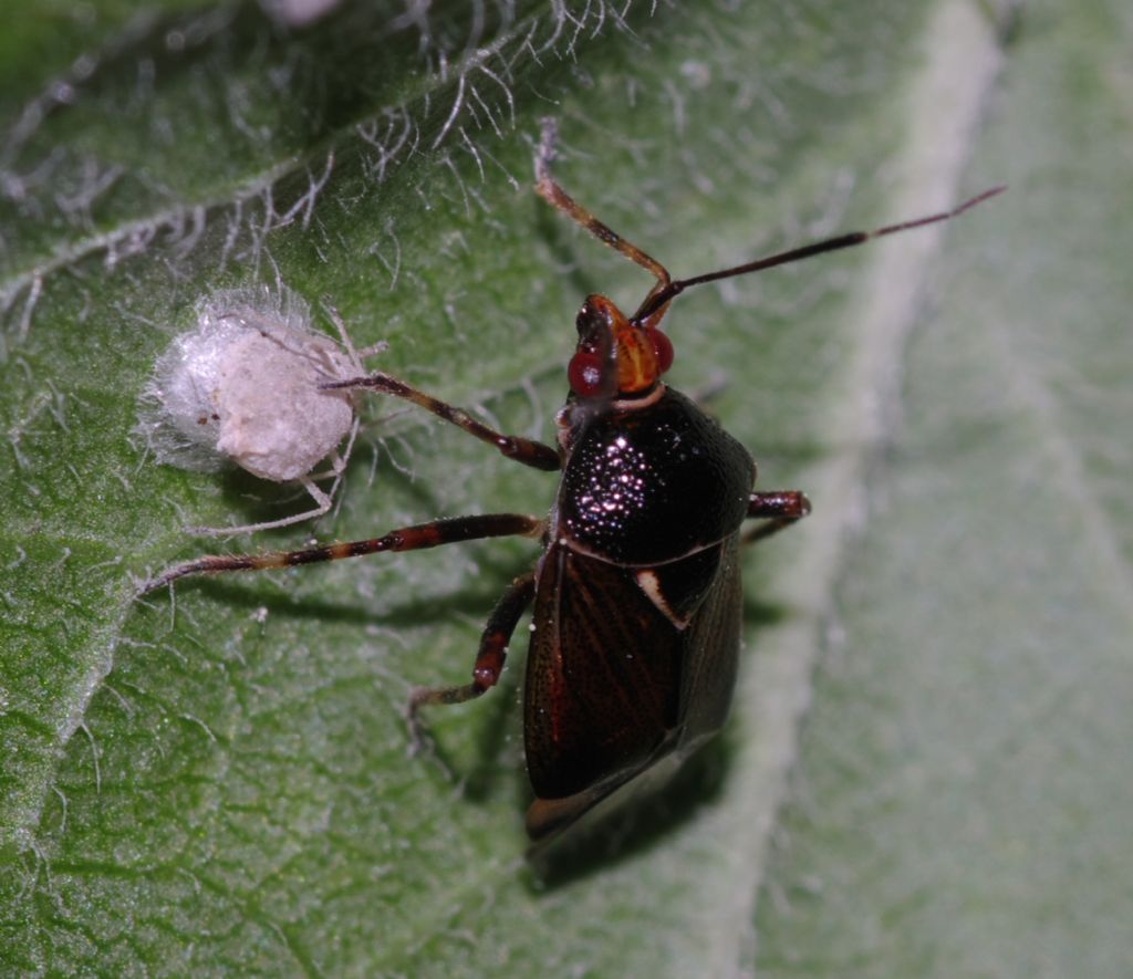 Miridae: Deraeocoris flavilinea della Calabria (CS)